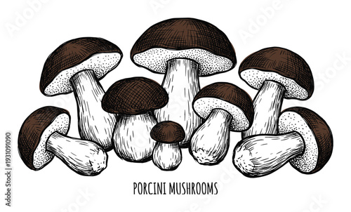 Porcini mushrooms hand drawn vector illustration. Edible brown mushrooms isolated on white background