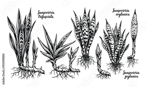 Sansevieria trifasciata zeylanica vector botanical illustration, detailed plant drawings with roots