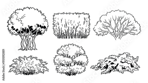 Six hand-drawn plants bushes and trees illustrations, different garden vegetation designs, landscape gardening details