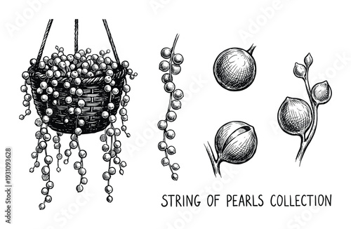 String of pearls plant collection, hand drawn sketch, hanging basket, detailed botanical illustration