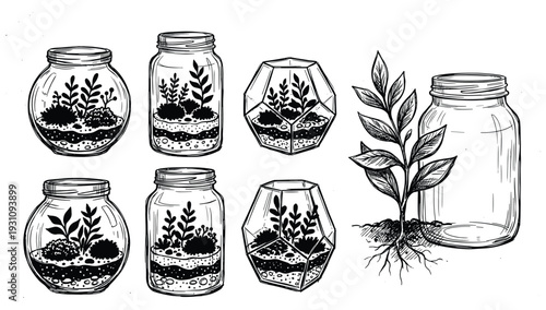 Terrariums vector illustrations with plants in glass jars and geometric containers with soil and foliage elements.