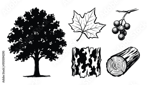 Tree elements drawing of tree, leaf, fruit, bark, log in black and white style, illustration