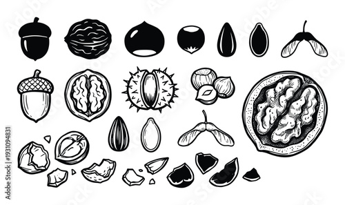 Variety of nuts drawings including acorns, walnuts, chestnuts, hazelnuts, and maple seeds, in black and white vector illustration