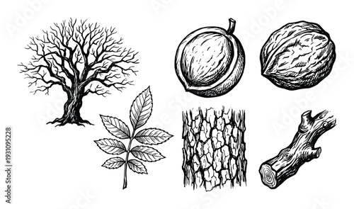 Walnut tree drawing with leaf, bark, nuts, and branch illustration