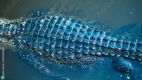 Extreme close up top down shot of the thick scaly armored back of a wild american alligator swimming in the dark swamp water.