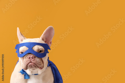 Cute French bulldog in supe...
