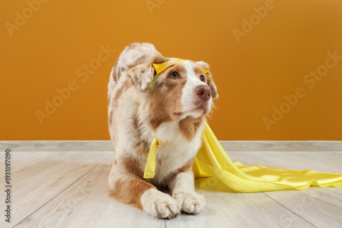Cute Australian Shepherd do...