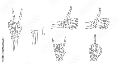 Skeleton Hand Gestures: Peace, Thumbs Up, Rock On, Middle Finger, Anatomy