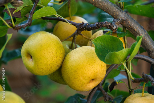 Nashi Birnen am Baum