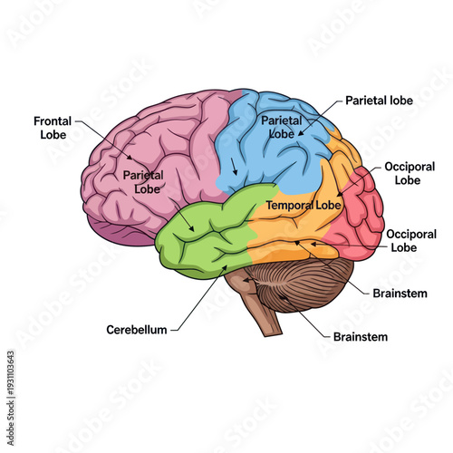 Human Brain Anatomy Diagram with Labels.