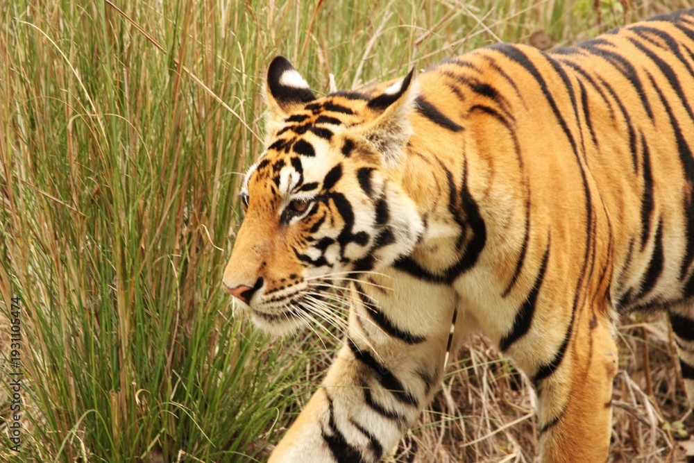 Obraz premium Tiger in Jungle