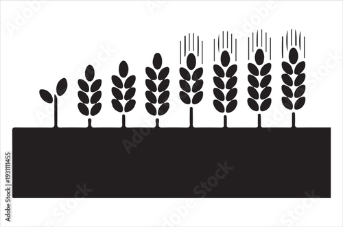 Growth stages of wheat depicted in a black and white illustration