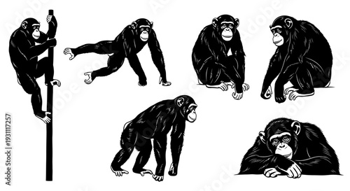 Illustration of monkeys in various poses and actions, showcasing primate behavior and agility in a simple, monochromatic setting.