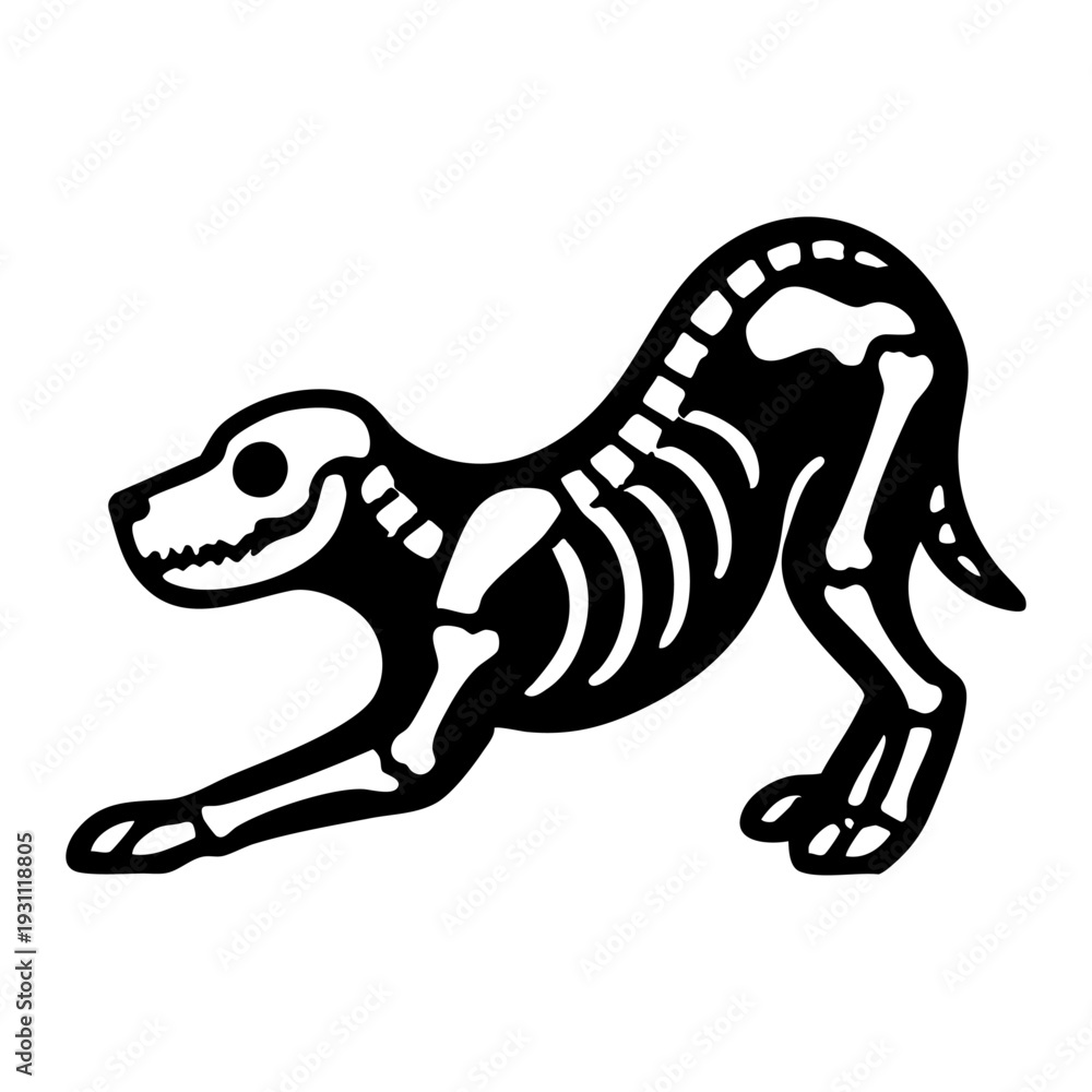 Fototapeta premium Dog skeleton stretching pose, front legs extended forward