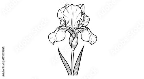 Detailed Sketch of a Beautiful Iris Flower in Bloom.