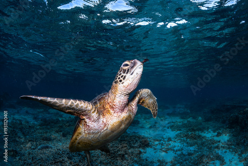 Green sea turtle swimming just below the clear blue ocean surface in Australia, captured in natural light above a coral reef seabed.