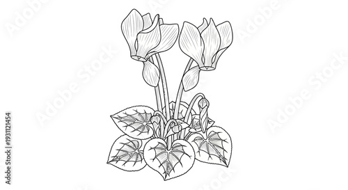 Detailed Line Art Drawing of a Cyclamen Plant with Blossoms and Leaves.