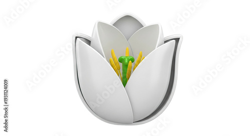 3D Rendering of White Flower Cross-Section with Stamen and Pistil