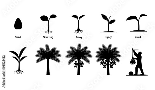 Palm Tree Growth Lifecycle Silhouette Illustration Showing Seed, Sprout, Seedling, Young Plant, and Mature Tree with Farmer Harvest Stage for Agriculture Concepts