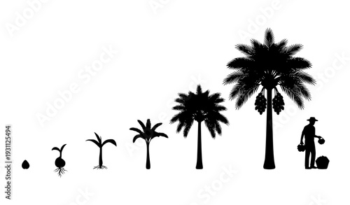 Palm Tree Growth Stages Silhouette Illustration Showing Plant Life Cycle from Seed to Mature Tree with Farmer for Agriculture and Nature Concepts