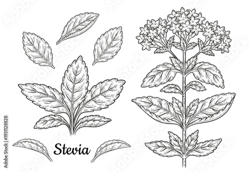 Stevia rebaudiana medical flower plant stem with leaves botanical sketch. Garden green herb. Diabetic sweetener. Sweet sugar substitute. Healthy diet food. Vintage engraving outline hand drawn vector