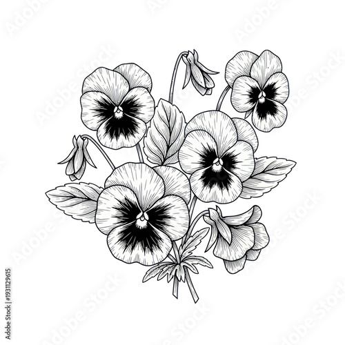Pansy Flower Botanical Illustration - Hand Drawn Sketch