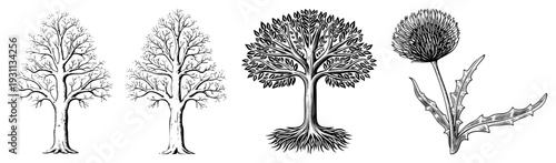 Detailed botanical sketches of leafless trees, leafy tree with roots, and spiky thistle flower, rendered in vector style, ideal for design or print.