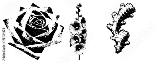 Stylized botanicals rendered in halftone, isolated rose petals, hollyhock bloom cluster, ginger root form, graphic design elements.