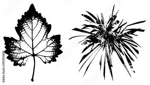 Vector botanical illustrations featuring a maple leaf and spiky plant, rendered in bold black with distressed texture, ideal for graphic design, print, or digital.
