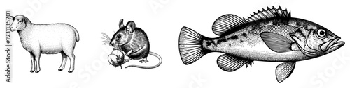 Classic engraved animals woolly sheep,啮齿动物 mouse holding nut, fish with spiny fins. Artistic dot shading,, naturalistic poses.