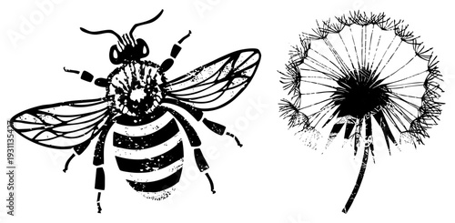 Black and white vector graphic of bee with striped abdomen and dandelion seed head, both featuring distressed texture, ideal for nature themed designs or eco art projects.