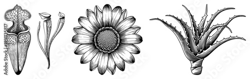 Detailed black and white botanical sketches of pitcher plant, sunflower, and aloe vera, rendered in fine engraving style, ideal for scientific or decorative use.
