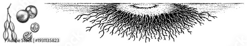 Coffee seed pods, beans, and root network depicted in vintage engraving style, agricultural botany, plant anatomy, coffee cultivation, caffeine source.