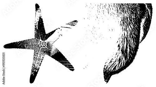 Black and white halftone starfish with textured arms beside stylized fur, vector art, isolated graphic, marine and animal texture design.