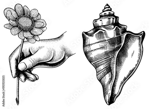 Vintage engraved hand clutching daisy, detailed conch, black and white art, nature motifs, botanical and marine elements, halftone shading, artistic engraving style.
