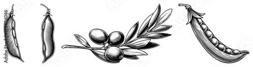 Hand drawn botanical illustrations of pea pods, olive branch, and legume pods, rendered in classic etched style with hatching, ideal for vintage design or culinary branding.