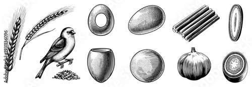 Classic engraved style food with shading, including sparrow, wheat stalks, eggs, cinnamon sticks, garlic, and kiwi slice ideal for culinary branding or retro design.