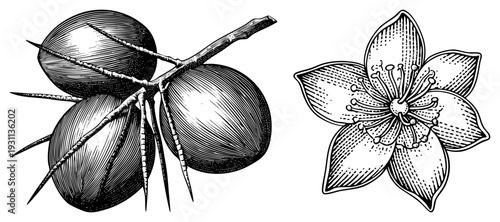Detailed halftone botanical sketch of juniper berries on branch, paired with five petaled flower, classic engraving style, natural science illustration, flora study.