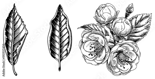 Hand drawn botanical elements including leaves and flowering buds, engraved style, nature study, flora design, vector illustration.