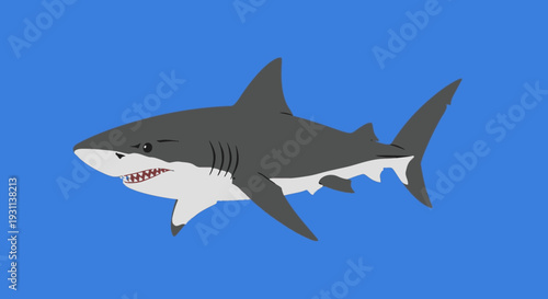 Gray Shark Swimming in the Ocean.