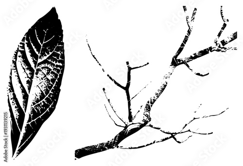 Monochromatic botanical illustration featuring leaf veins and twig, halftone texture, nature graphic, vector silhouette, natural element design.