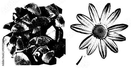 Detailed halftone pinecone and daisy flower, botanical sketch, nature graphic, vector art, engraved style, design, isolated elements.