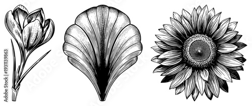 engraved crocus, scallop, and sunflower with intricate perfect for vintage, tattoo, or nature prints.
