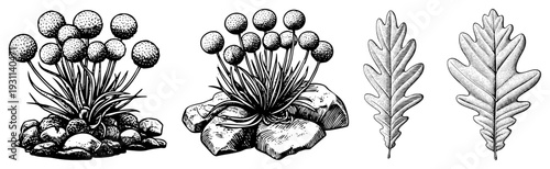 Hand drawn botanical sketches of flowering plant with textured blooms and oak leaves, vintage engraving style, natural science illustration, nature art.