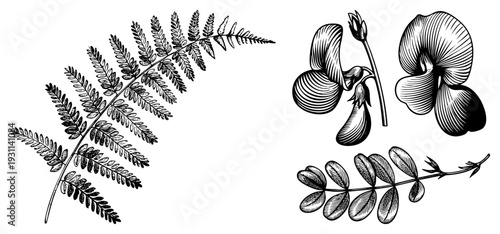 Detailed black and white botanical drawing of fern frond, clover flower, and seed pod, rendered with fine hatching, ideal for educational or vintage design projects.
