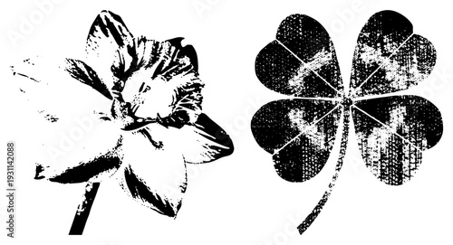 Graphic illustration of a daffodil and clover, halftone grain effect, vector art, isolated symbols, nature motifs, vintage print style.