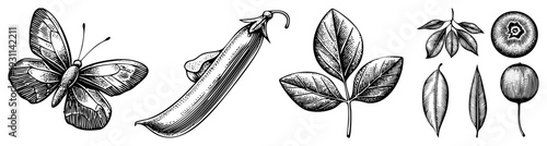 Detailed black and white botanical sketches of butterfly, pea pod, leaf clusters, and kiwi fruit, rendered in classic engraving style with fine hatching and stippling for texture.