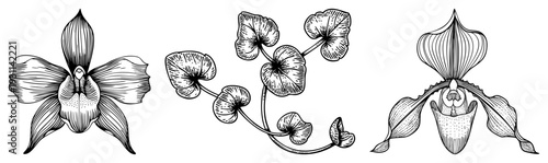 Hand drawn orchid blossoms and trailing vine with heart shaped leaves, botanical vector art, engraved design, black and white illustration.