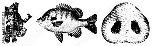 Classic black and white halftone prints of aquatic and farm animal motifs, vintage engraving style, textured dot, isolated vector graphics.