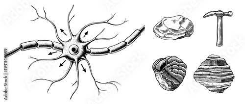 Neurological cell diagram showing synaptic transmission, alongside prehistoric stone artifacts including hammer and flint tools, engraved art.